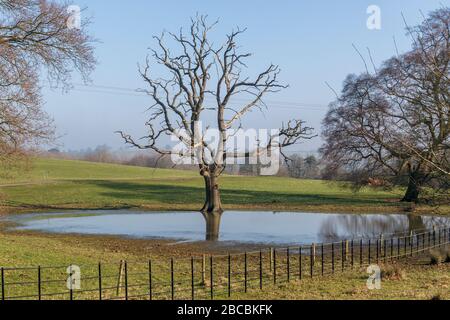 Toter Baum in einem überfluteten Feld, Launde Abbey, Leicestershire. Stockfoto