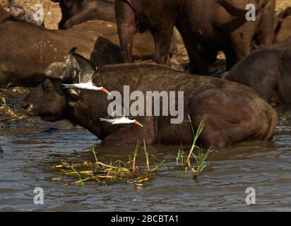 Ein Paar afrikanischer Skimmers fliegt würdevoll eine Herde von Buffalo, die am Rande des Kazinga-Kanals ruht. Ihre leuchtend roten Schnäbel sind besonders zu sehen Stockfoto