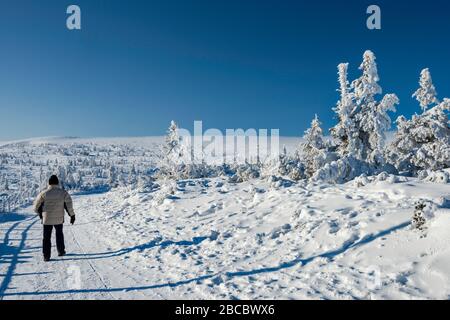 Mann in seinen sechziger Jahren Wandern im Winter, an der Holzlinie, im Karkonosze Gebirge, im Karkonosze Nationalpark, Niedermösien, Polen Stockfoto