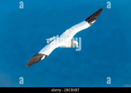 Gannet, ein Northern Gannet (wissenschaftlicher Name: Morus bassanus), der über den Klippen bei Bempton, Yorkshire fliegt. Breite Flügelspannweite und sauberer blauer Hintergrund. Stockfoto