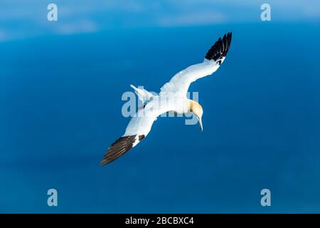 Gannet, ein Northern Gannet (wissenschaftlicher Name: Morus bassanus), der über den Klippen bei Bempton, Yorkshire fliegt. Breite Flügelspannweite und sauberer blauer Hintergrund. Stockfoto