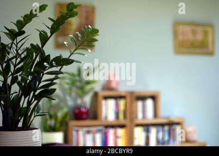 Innenbereich mit ZZ-Anlage im Vordergrund und verschwommener Hintergrund von Bücherregal und Wand Stockfoto