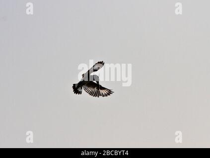 Ein Pied Kingfisher schwebt über dem Wasser des Kazinga-Kanals und beobachtet dabei, wie kleine Fische, auf die er abstürzen wird, mit erstaunlicher Genauigkeit eintauchen Stockfoto