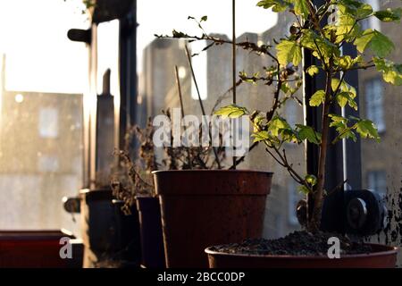 Alte Pflanzen in Plastiktöpfen vor der späteren Nachmittagsonne Stockfoto