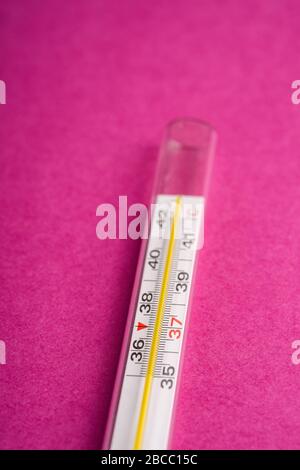 Analoges Thermometer auf rosa violettem Hintergrund, medizinisches Konzept, Antibiotika und Heilung, Winkelansicht Makro Stockfoto