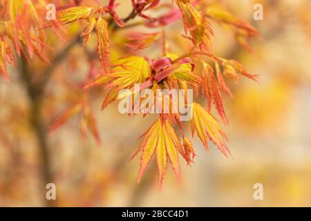 Nahaufnahme von Acer Palmatum Orange Dream Leaves im Frühjahr, Großbritannien Stockfoto