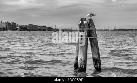 Eine Möwe pekelt Essen auf einer traditionellen, venetianischen briccola (Holzpfosten) mit der Lagune von Venedig im Hintergrund und einem Flugzeug im Flug, Venedig Stockfoto