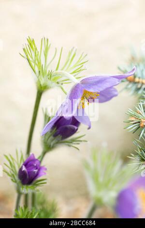 Nahaufnahme von lila Pulsatilla vulgaris - Pasque Blume blüht in einem Frühjahr alpinen Garten in Großbritannien Stockfoto