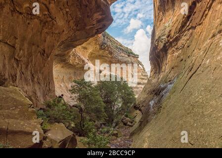 Blick auf Echo Ravine, eine Schlucht aus Sandstein am Golden Gate in der Provinz Free State Stockfoto