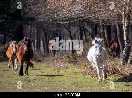 New Forest, Hampshire. April 2020. Wetter in Großbritannien: Ponys an einem heißen sonnigen Tag im neuen Wald galoppieren. Schreiben Sie Stuart Martin/Alamy Live News Stockfoto