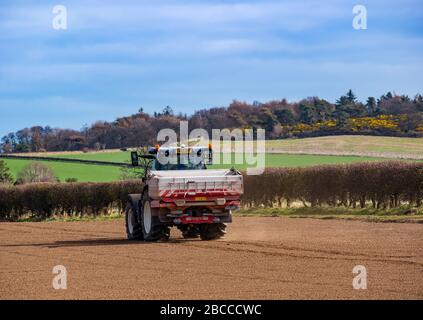 Bauernschlepper, der an einem sonnigen Frühlingstag, East Lothian, Schottland, Großbritannien, Dünger auf einer gesäten Feldfrucht verbreitet Stockfoto