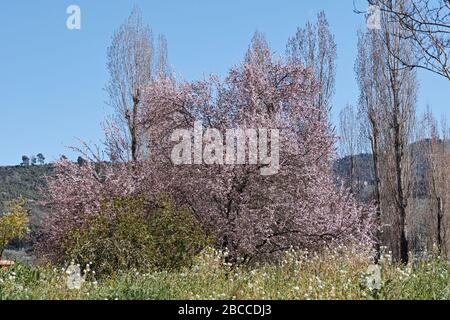 Kirschpflaumenbaum in Vollblüte, prunus cerasifera, Rosaceae Stockfoto