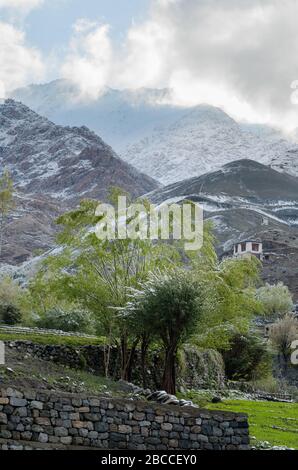 Schneebedeckte Bäume und traditionelle Häuser im Shan Valley, in der trockenen Bergkette des Leh Ladakh, Indien Stockfoto