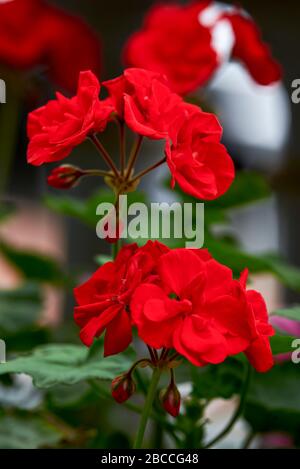 Ein Haufen blütenender roter Geranienblüten Stockfoto