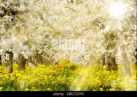 Blühende apfelbäume im Frühling auf dem Feld Stockfoto