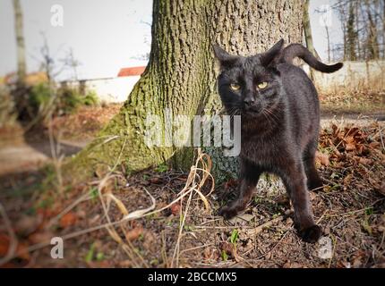 Hamburg, Deutschland. Februar 2020. Eine schwarze Katze steht in einem Park neben einem Baum in der Sonne. Kredit: Soeren Stache / dpa-Zentralbild / ZB / dpa / Alamy Live News Stockfoto