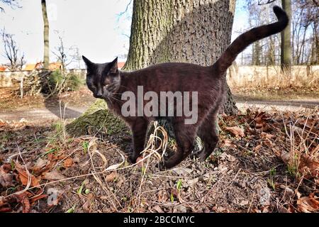 Hamburg, Deutschland. Februar 2020. Eine schwarze Katze steht in einem Park neben einem Baum in der Sonne. Kredit: Soeren Stache / dpa-Zentralbild / ZB / dpa / Alamy Live News Stockfoto