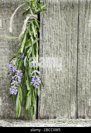 Lavendelschluft, die unter dem Dach hängt und auf dem Hintergrund alter strukturierter Holzwand trocknet, in der Nähe, im Kopierraum, in der Landwirtschaft und in den Aromakräutern zusammenhängt Stockfoto