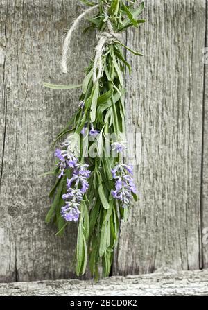 Lavendelschluft, die unter dem Dach hängt und auf dem Hintergrund alter strukturierter Holzwand trocknet, in der Nähe, im Kopierraum, in der Landwirtschaft und in den Aromakräutern zusammenhängt Stockfoto