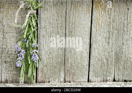 Lavendelschluft, die unter dem Dach hängt und auf dem Hintergrund alter strukturierter Holzwand trocknet, in der Nähe, im Kopierraum, in der Landwirtschaft und in den Aromakräutern zusammenhängt Stockfoto