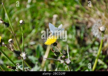 Kleiner weißer Schmetterling mit Kohlkopf. Nahaufnahme eines kleinen Weißkopfschmetterlings (Pieris rapae) Stockfoto