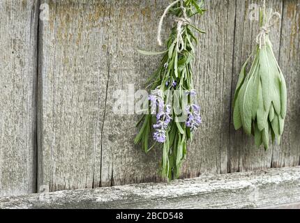 Salbei- und Lavendelbüschel, die unter dem Dach hängen und auf dem Hintergrund der alten texturierten Holzwand trocknen, Nahaufnahme, Kopierraum, Landwirtschaft und Aroma HE Stockfoto