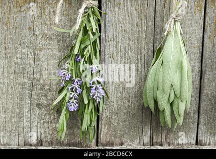 Salbei- und Lavendelbüschel, die unter dem Dach hängen und auf dem Hintergrund der alten texturierten Holzwand trocknen, Nahaufnahme, Kopierraum, Landwirtschaft und Aroma HE Stockfoto
