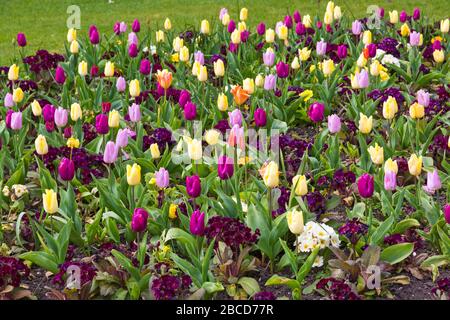 Bournemouth, Dorset UK. April 2020. Bunte Blumen in den Bournemouth Lower Gardens - Tulpen und Polyanthus sonnen im Sonnenschein, im Gegensatz zu den Besuchern, wobei die Gärten aufgrund von Einschränkungen durch Coronavirus verlassen sind. Credit: Carolyn Jenkins/Alamy Live News Stockfoto