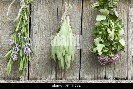 Salbei, Lavendel und Oregano-Büschel hängen unter dem Dach und trocknen auf dem Hintergrund der alten texturierten Holzwand, Nahaufnahme, Kopierraum, Landwirtschaft und Stockfoto