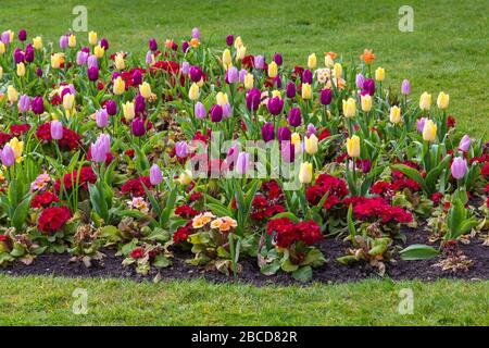 Bournemouth, Dorset UK. April 2020. Bunte Blumen in den Bournemouth Lower Gardens - Tulpen und Polyanthus sonnen im Sonnenschein, im Gegensatz zu den Besuchern, wobei die Gärten aufgrund von Einschränkungen durch Coronavirus verlassen sind. Credit: Carolyn Jenkins/Alamy Live News Stockfoto