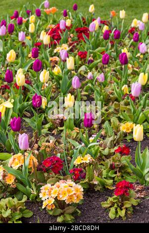 Bournemouth, Dorset UK. April 2020. Bunte Blumen in den Bournemouth Lower Gardens - Tulpen und Polyanthus sonnen im Sonnenschein, im Gegensatz zu den Besuchern, wobei die Gärten aufgrund von Einschränkungen durch Coronavirus verlassen sind. Credit: Carolyn Jenkins/Alamy Live News Stockfoto