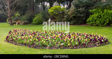 Bournemouth, Dorset UK. April 2020. Bunte Blumen in den Bournemouth Lower Gardens - Tulpen und Polyanthus sonnen im Sonnenschein, im Gegensatz zu den Besuchern, wobei die Gärten aufgrund von Einschränkungen durch Coronavirus verlassen sind. Credit: Carolyn Jenkins/Alamy Live News Stockfoto