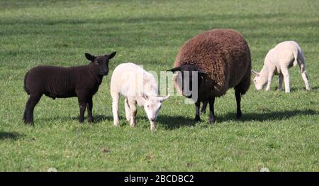 Farbmischung Schafe und Lämmer braun, schwarz und weiß in Gras Weide Stockfoto