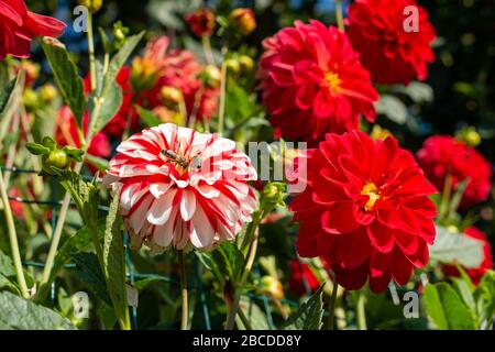 Bienen kriechen auf einer blühenden Dahlienblume. Stockfoto