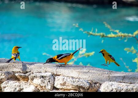 Orangefarbene schwarze Vögel auf Curacao mit Meer