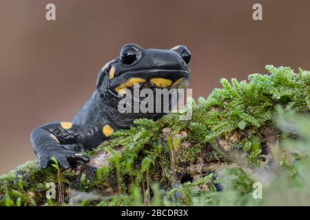 Der Feuersalamander im Wald (Salamandra salamandra) Stockfoto