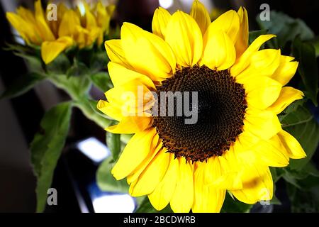 Sonnenblumen: Schöne, helle, goldgelbe, sonnige Blumen in einer Vase. Die Flora wurde in großer Nähe aufgenommen, tropisch, schön und fröhlich. Stockfoto