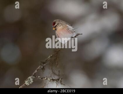 Redpoll Common (Carduelis flammea) thront auf Twig, Kaamanen, arktisches Finnland Stockfoto