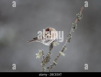 Redpoll Common (Carduelis flammea) thront auf Twig, Kaamanen, arktisches Finnland Stockfoto