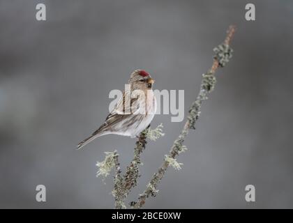 Redpoll Common (Carduelis flammea) thront auf Twig, Kaamanen, arktisches Finnland Stockfoto