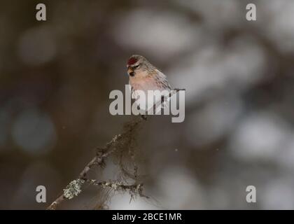 Redpoll Common (Carduelis flammea) thront auf Twig, Kaamanen, arktisches Finnland Stockfoto