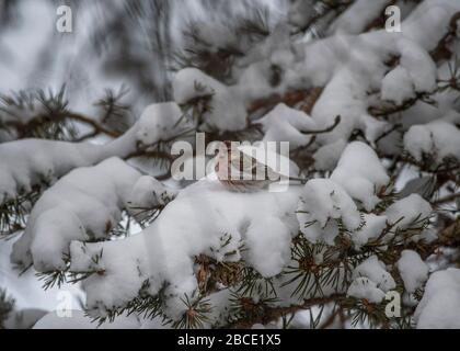 Redpoll Common (Carduelis flammea), der in schneebedeckten Kiefernbäumen, Kaamanen, arktisches Finnland, thront Stockfoto
