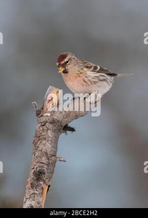 Redpoll Common (Carduelis flammea) thront auf Twig, Kaamanen, arktisches Finnland Stockfoto