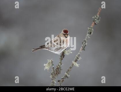 Redpoll Common (Carduelis flammea) thront auf Twig, Kaamanen, arktisches Finnland Stockfoto