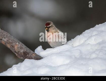 Redpoll Common (Carduelis flammea) auf Schneemund, Kaamanen, arktisches Finnland Stockfoto