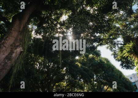 Sonnenstrahlen, die durch einen riesigen tropischen Baum in Rio de Janeiro, Brasilien, leuchten Stockfoto