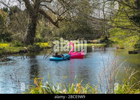 London Großbritannien Samstag, 4. April 2020 während Mutter und Vater ein Plastikboot rudern, folgen ihre Kinder in einem gigantischen aufblasbaren Pink Flamingo, am Ufer des Flusses Wandle, im Morden Park, an diesem herrlichen Frühlingstag, Die Menschen sind sich der Covid-19-Pandemie immer noch bewusst und halten sich beim Training, gehen oder Füttern der Vögel im Park auf Distanz. Paul Quezada-Neiman/Alamy Live News Stockfoto