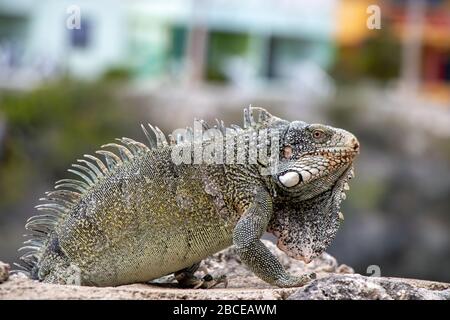 Iguana auf Curacao an der Küste Stockfoto