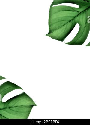 Tropischer Dschungel Monstera verlässt isoliert auf weißem Hintergrund. Stockfoto