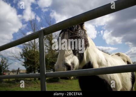 Nahaufnahme Pferd Stockfoto
